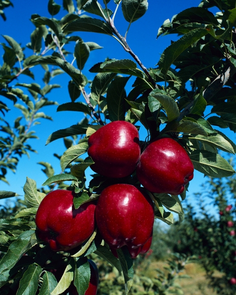 Rudens obuoliai